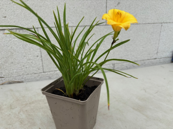 Taglilie Mini Stella 2